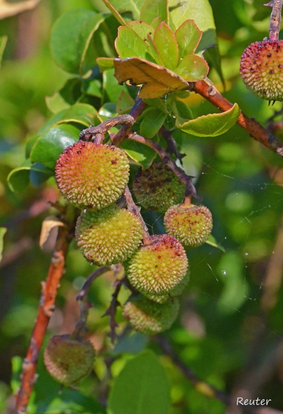 Westlicher Erdbeerbaum _Arbutus unedo_.jpg